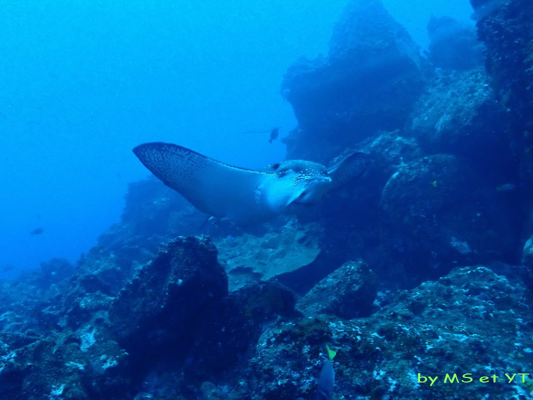 Video Aetobatus narinari